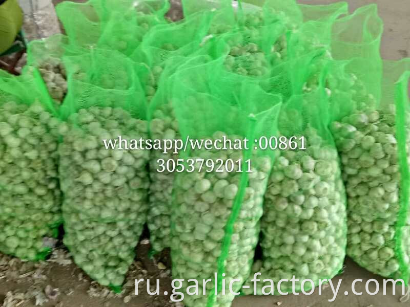 New crop fresh natural normal white garlic